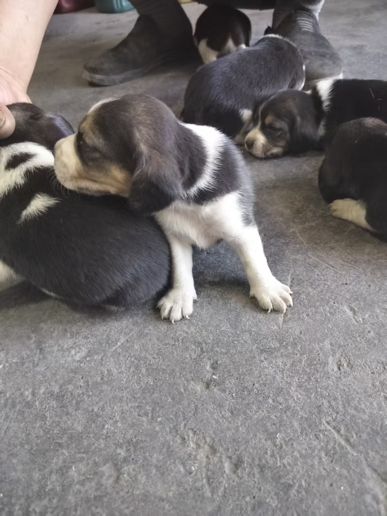 自家比格犬生的小奶狗，黑白相间，毛色漂亮，小脸圆圆的特别可爱。